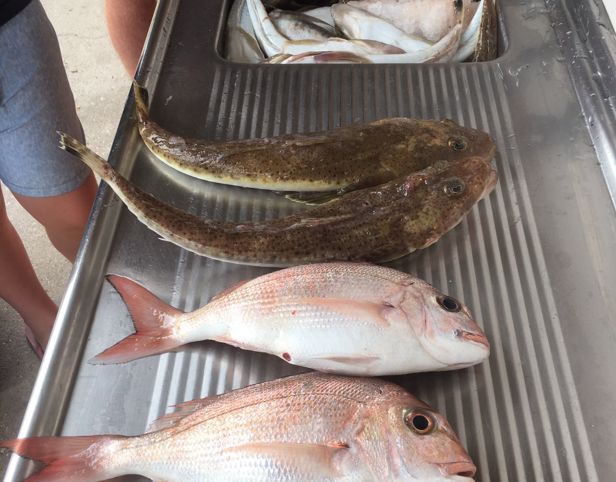 Apollo Bay Fishing & Adventure Tours All You Need to Know