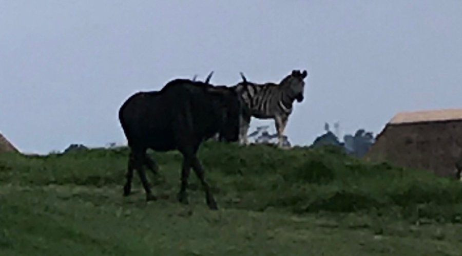 Wonderful. Great views and wildlife running everywhere.