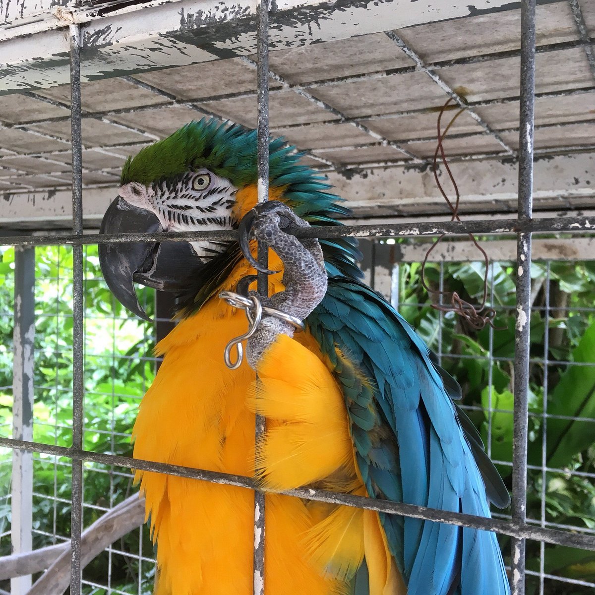 21年 ズケラン養鶏場 ミニミニ動物園 行く前に 見どころをチェック トリップアドバイザー