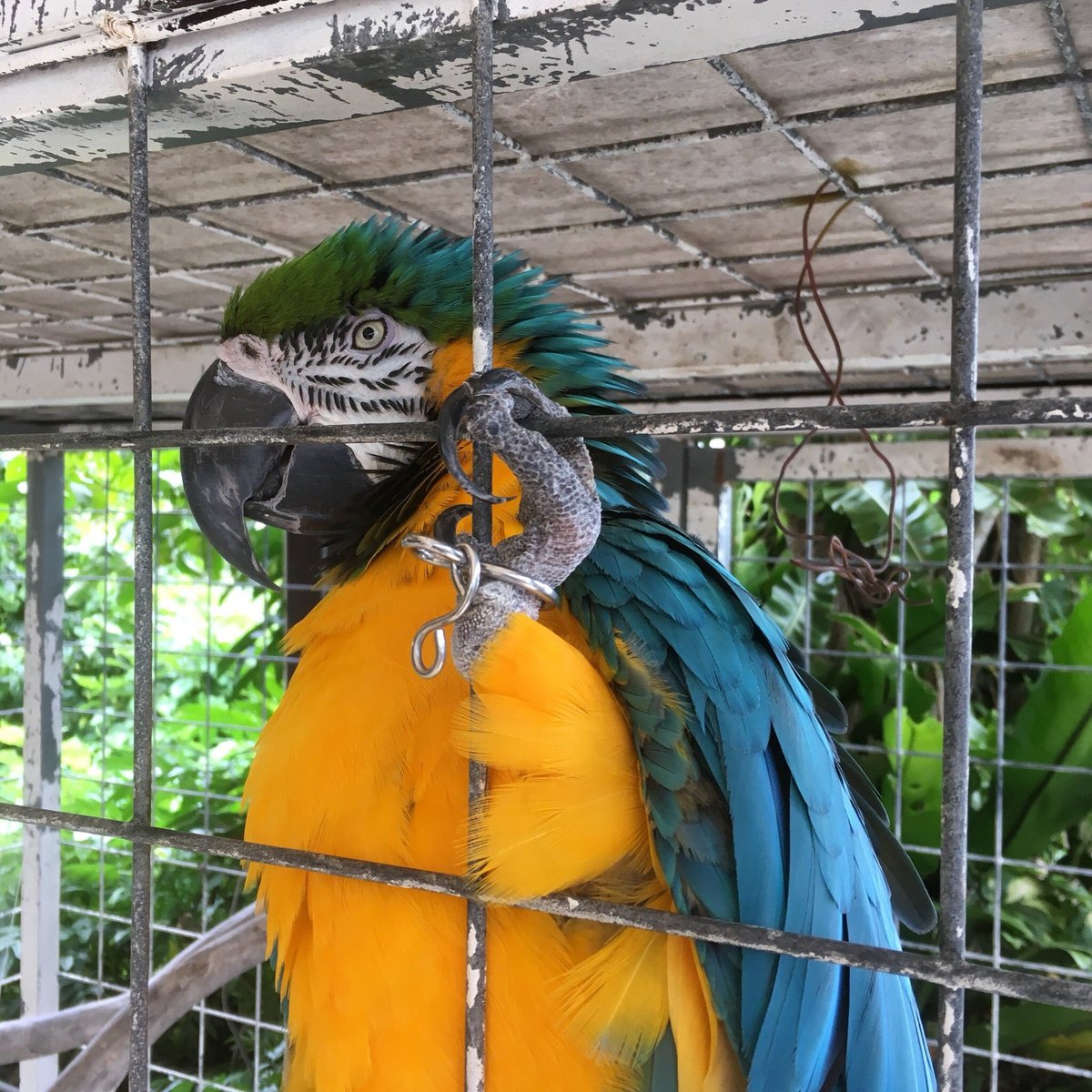 21年 ズケラン養鶏場 ミニミニ動物園 行く前に 見どころをチェック トリップアドバイザー