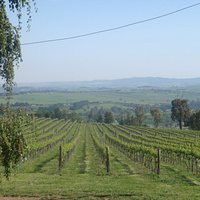 spring in the vineyard