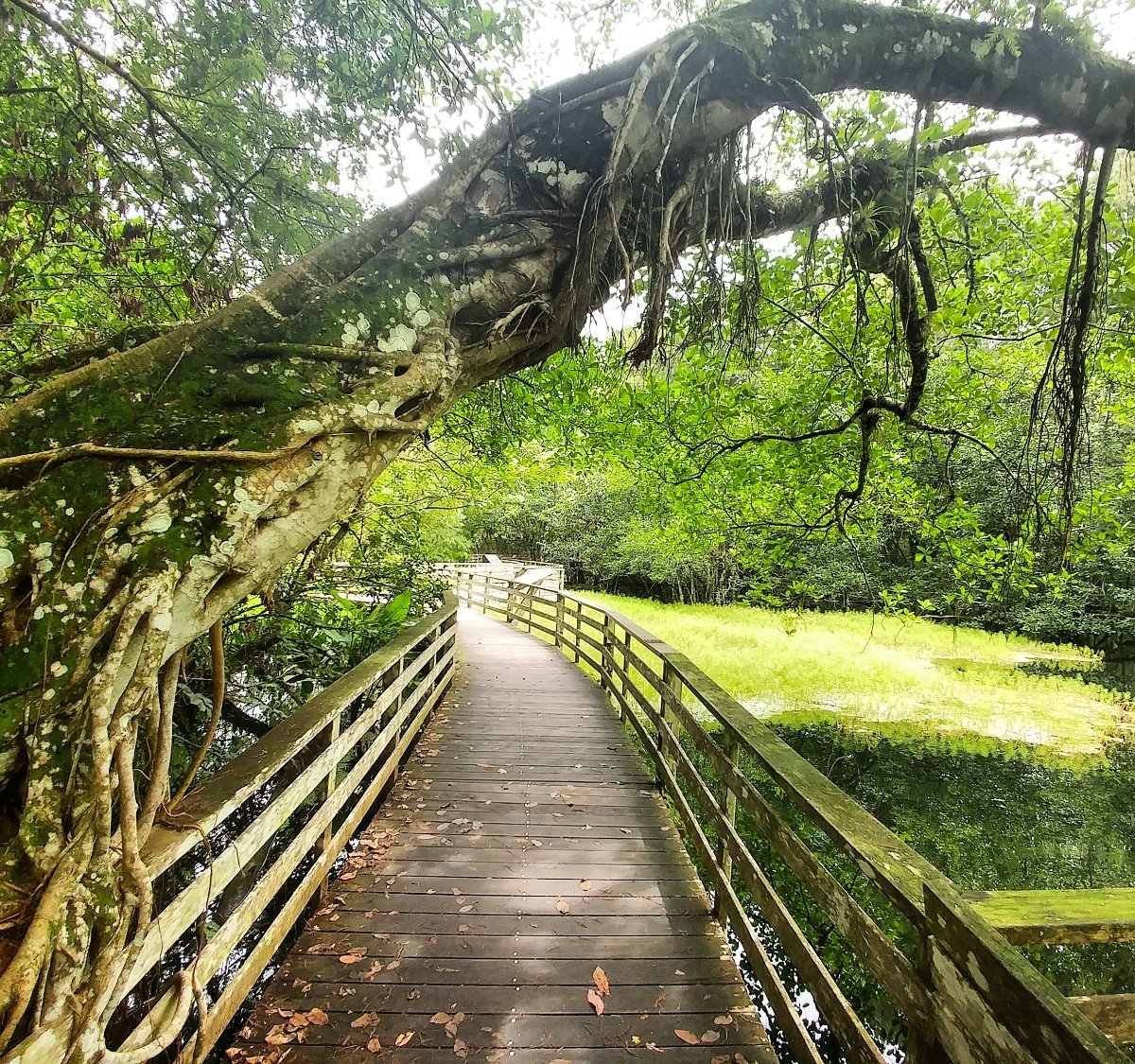 Corkscrew Swamp Sanctuary (Naples) 2022 Lohnt es sich? (Mit fotos)