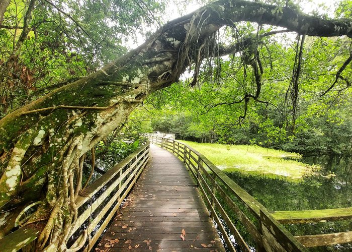 Beautiful bent tree along the lakes