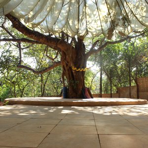 Banyan tree Yoga & Meditation Shala