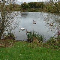 2017's Cygnets.