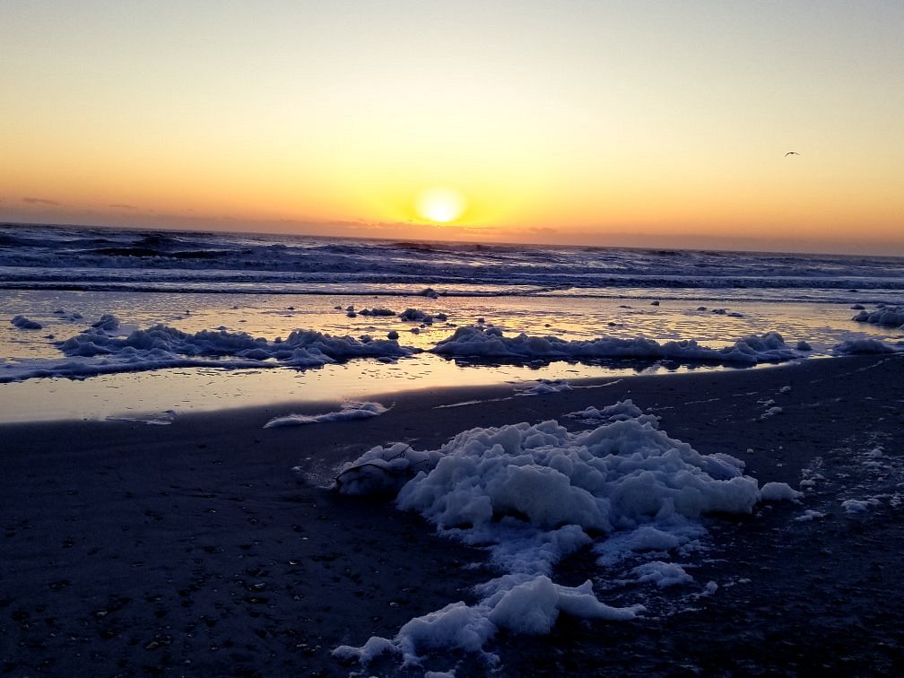 Crescent Beach Florida shells - Picture of Crescent Beach, Florida -  Tripadvisor