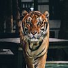 TigerKingdom-Thai
