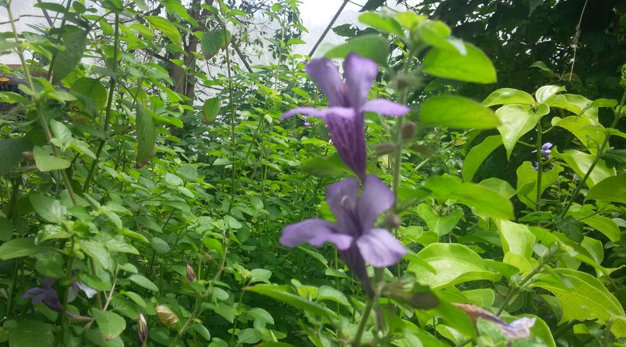 butterfly friendly plants