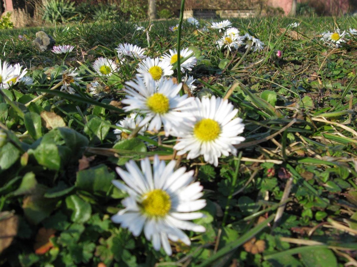 Der Weisse Garten (Haldensleben) All You Need to Know BEFORE You Go