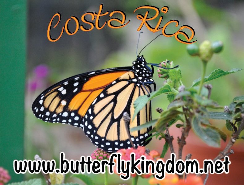 Butterfly Kingdom Costa Rica image