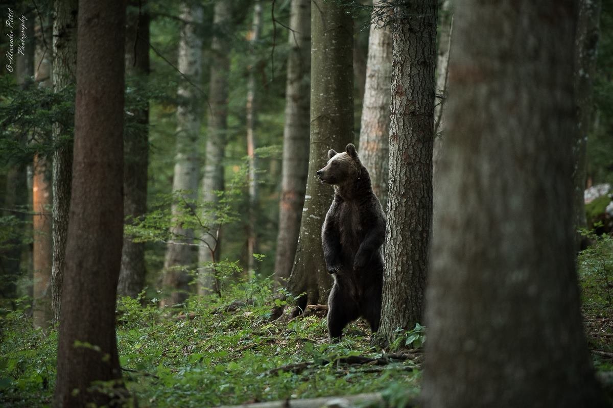 European Brown Bear Alpha Male In Karst Forest, Slovenia Spiral