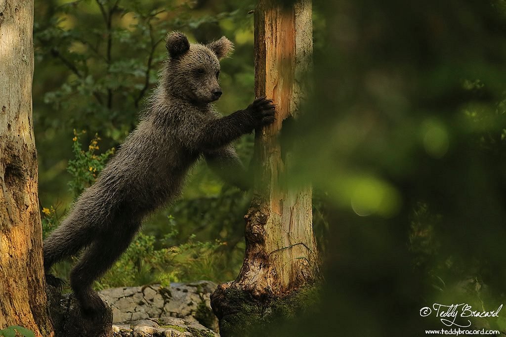 European Brown Bear Alpha Male In Karst Forest, Slovenia Spiral