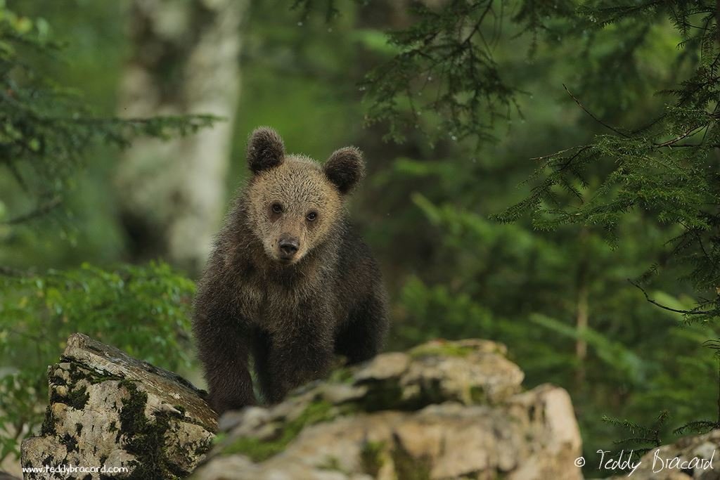 European Brown Bear Alpha Male In Karst Forest, Slovenia Ornament