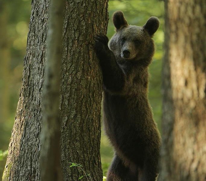 European Brown Bear Alpha Male In Karst Forest, Slovenia Ornament