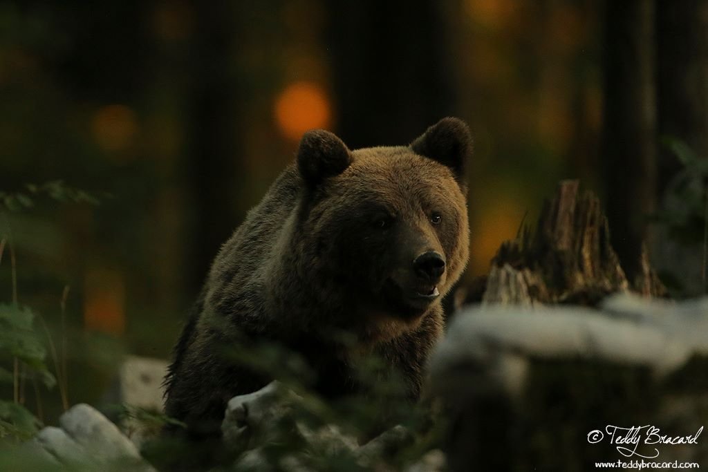 European Brown Bear Alpha Male In Karst Forest, Slovenia Spiral