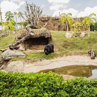 Oso de anteojos Ukumarí