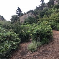 Lady Thorn Rhododendron Dell