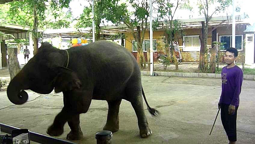 Dunk' on of the National Zoological Park's First Elephant…