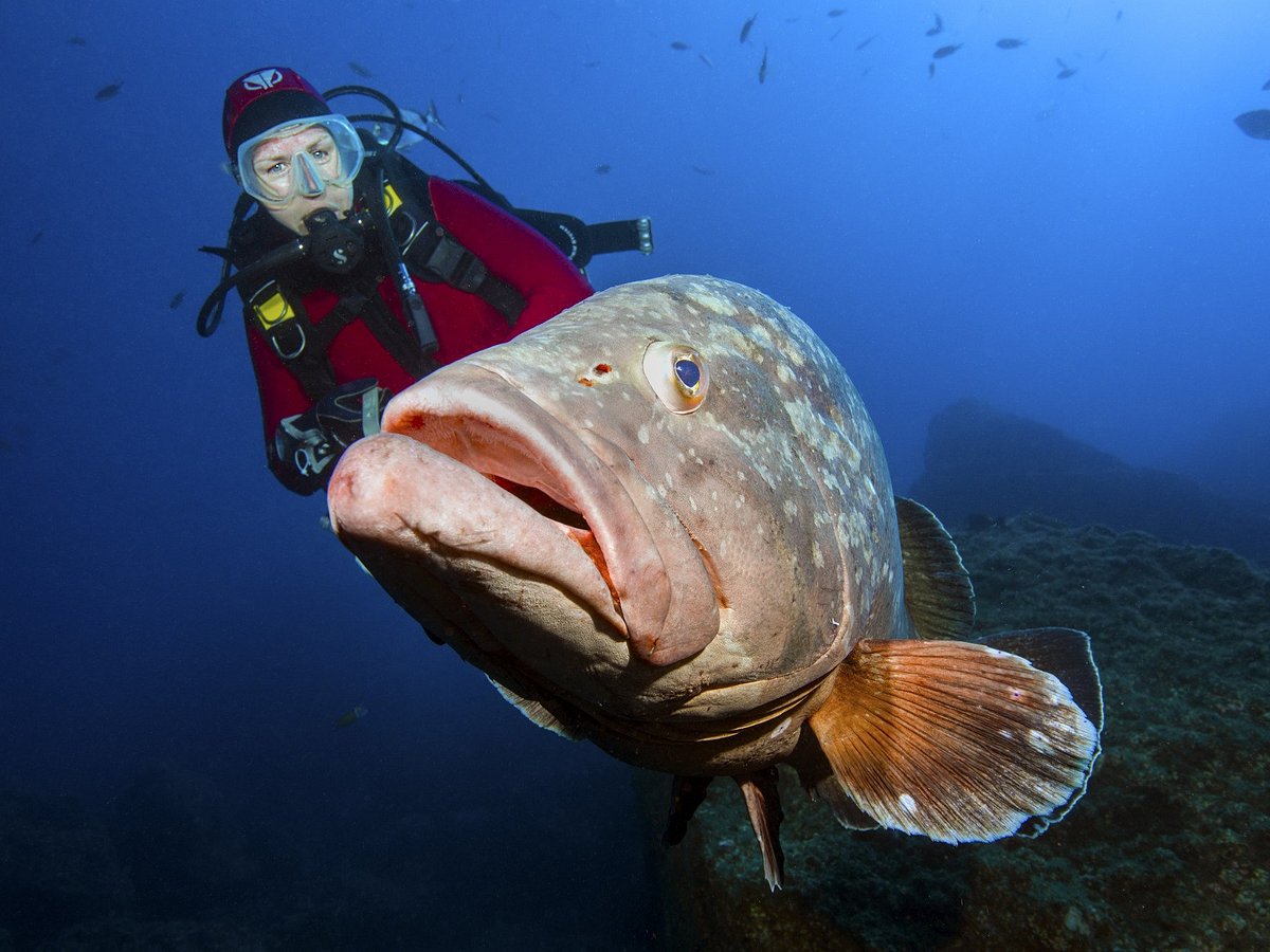 Manta diving madeira tarif