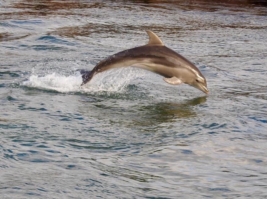 Fishing chart of Lakes Entrance - Picture of Lonsdale Eco Cruises, Lakes  Entrance - Tripadvisor