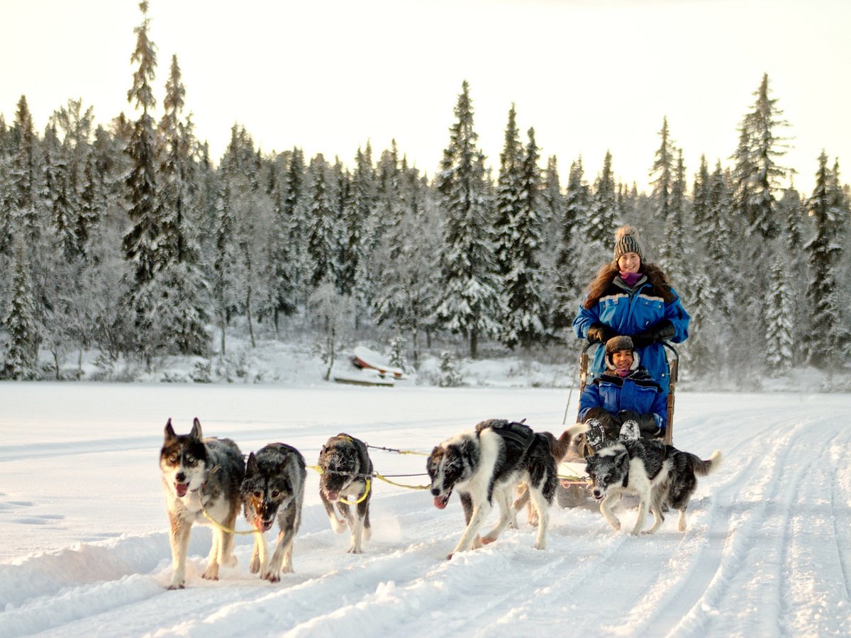 Snowdog The Arctic Adventure Co. (Kiruna) - Lohnt es sich? Aktuell