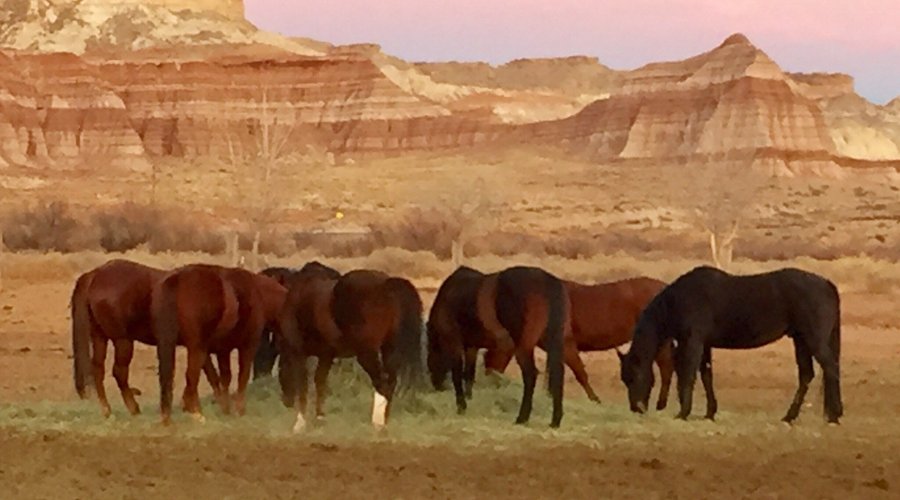 Amazing views and awesome horses