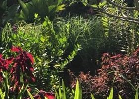 Our green garden with lemongrass trees.