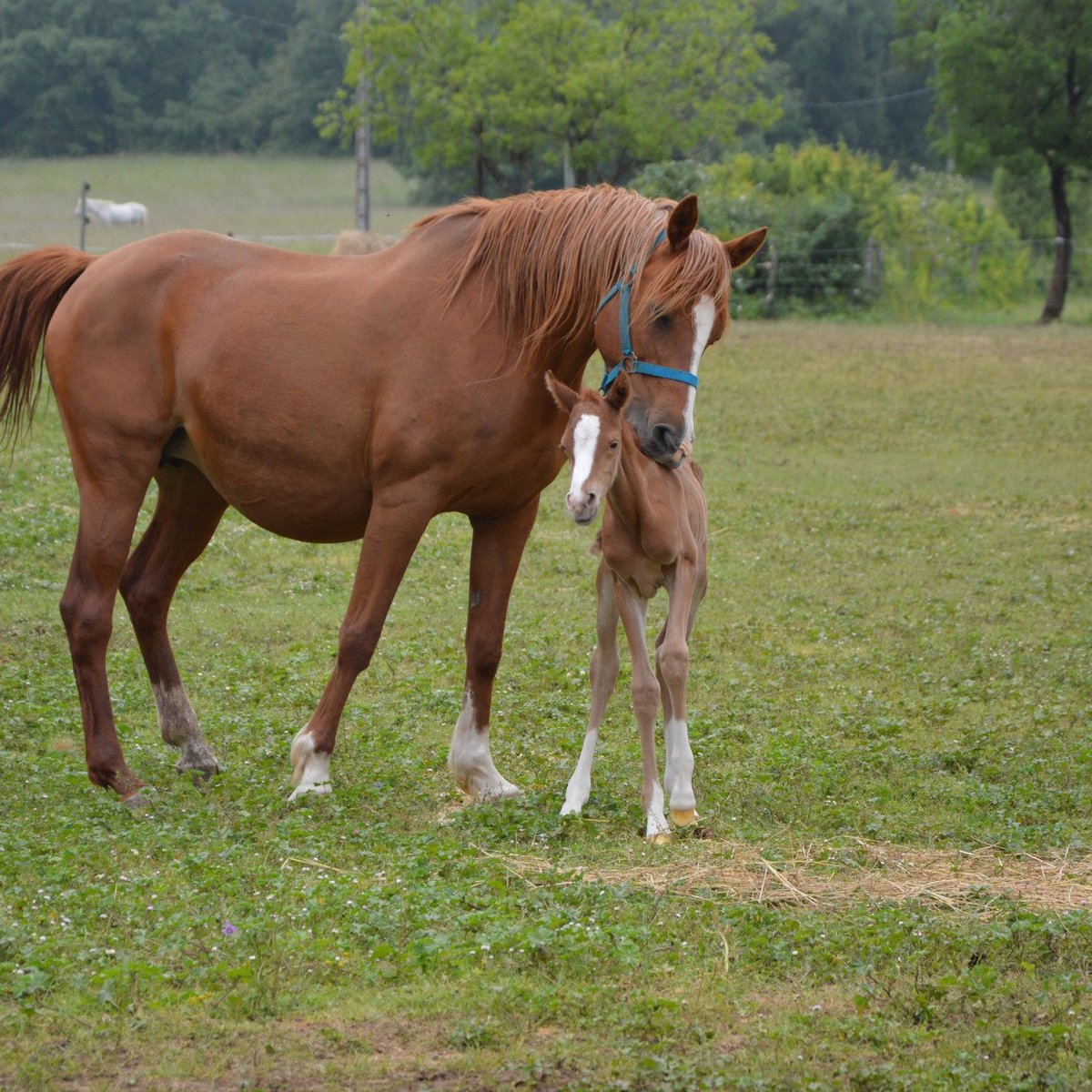 Ferme Equestre de la Gresigne - All You Need to Know BEFORE You Go (2024)