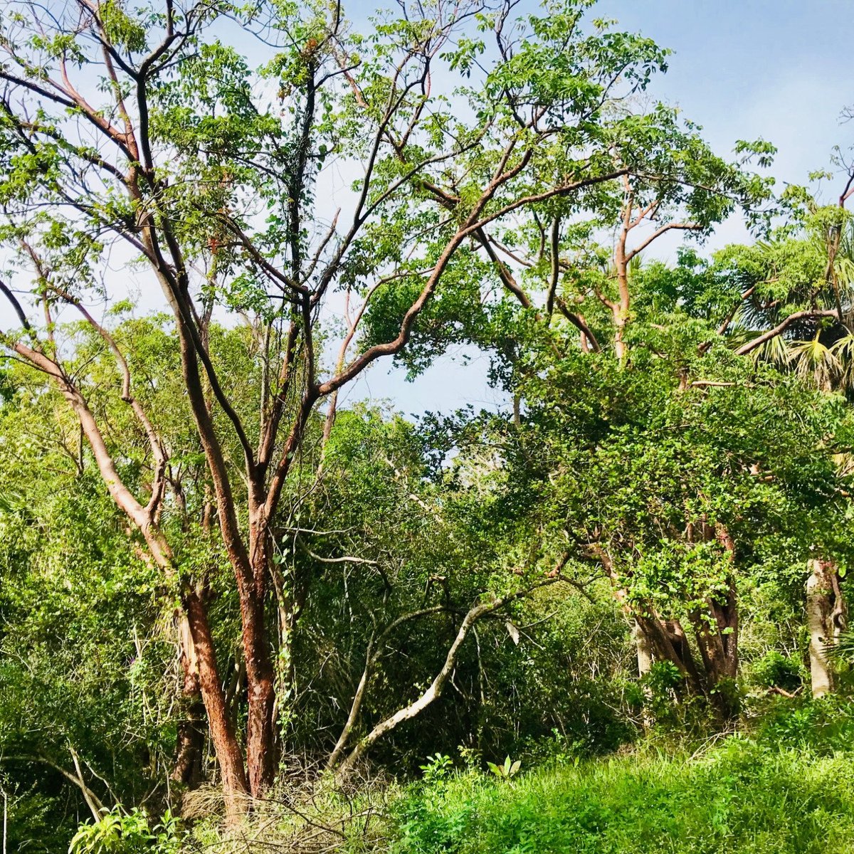 HUGH TAYLOR BIRCH STATE PARK (Fort Lauderdale) - All You Need to Know ...