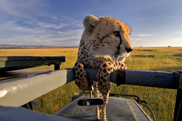 africa tours and safaris