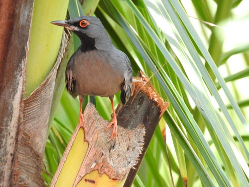 indian nightingale bird