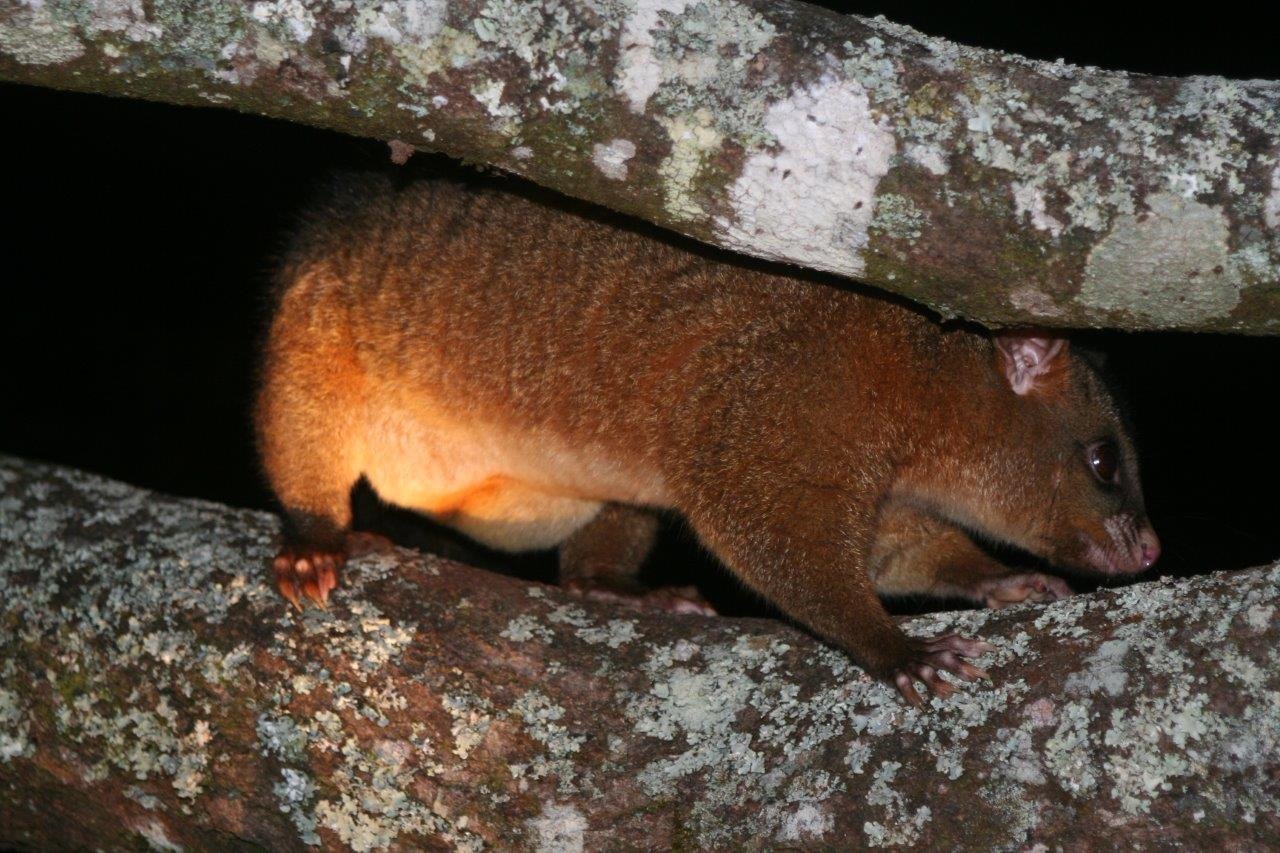 2024年 The Australian Platypus Park at Tarzali Lakes - 出発前に知っておくべきことすべて -  トリップアドバイザー