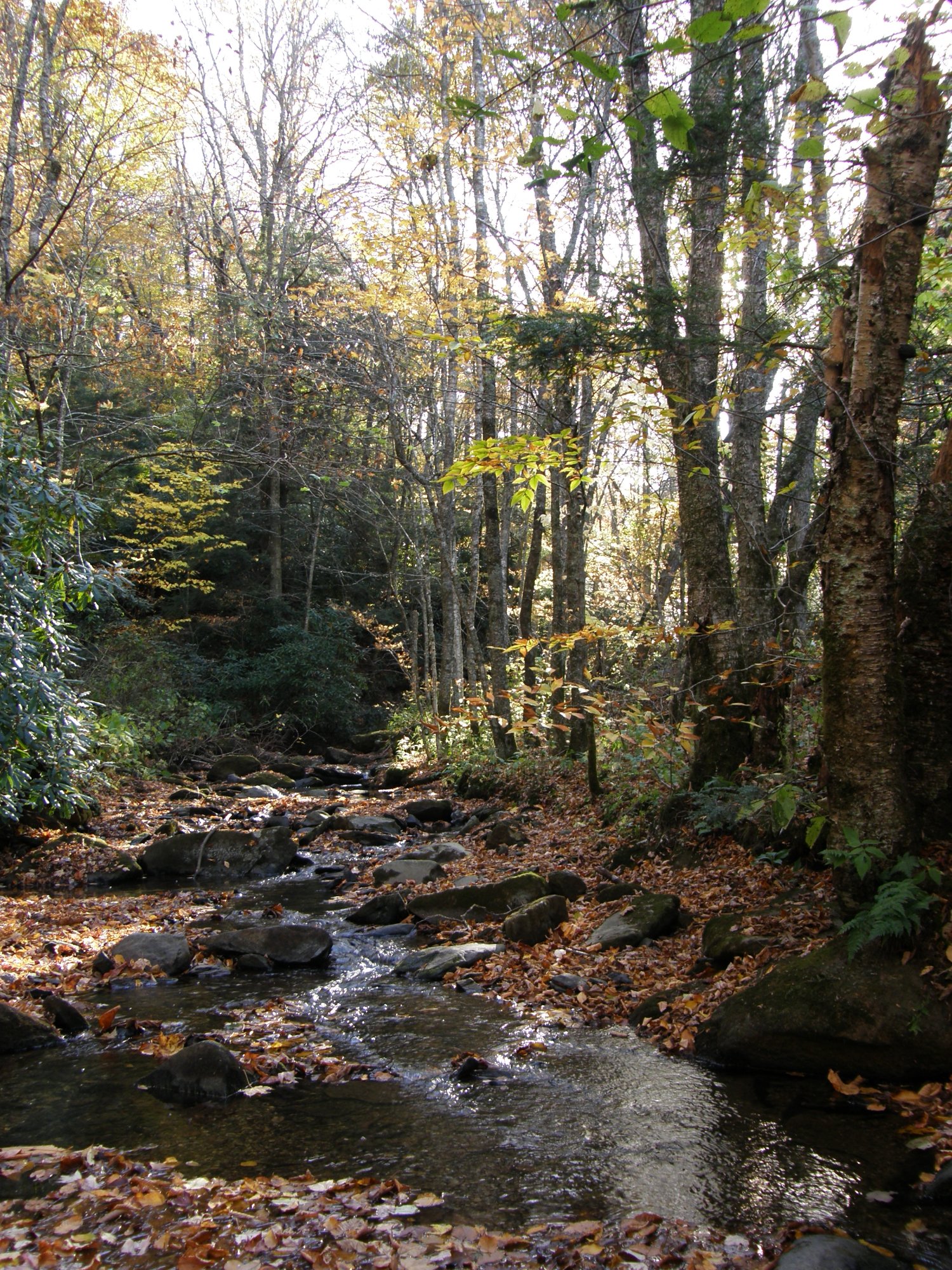 Banner Elk NC 2024 Best Places To Visit Tripadvisor   Grandfather Mountain 