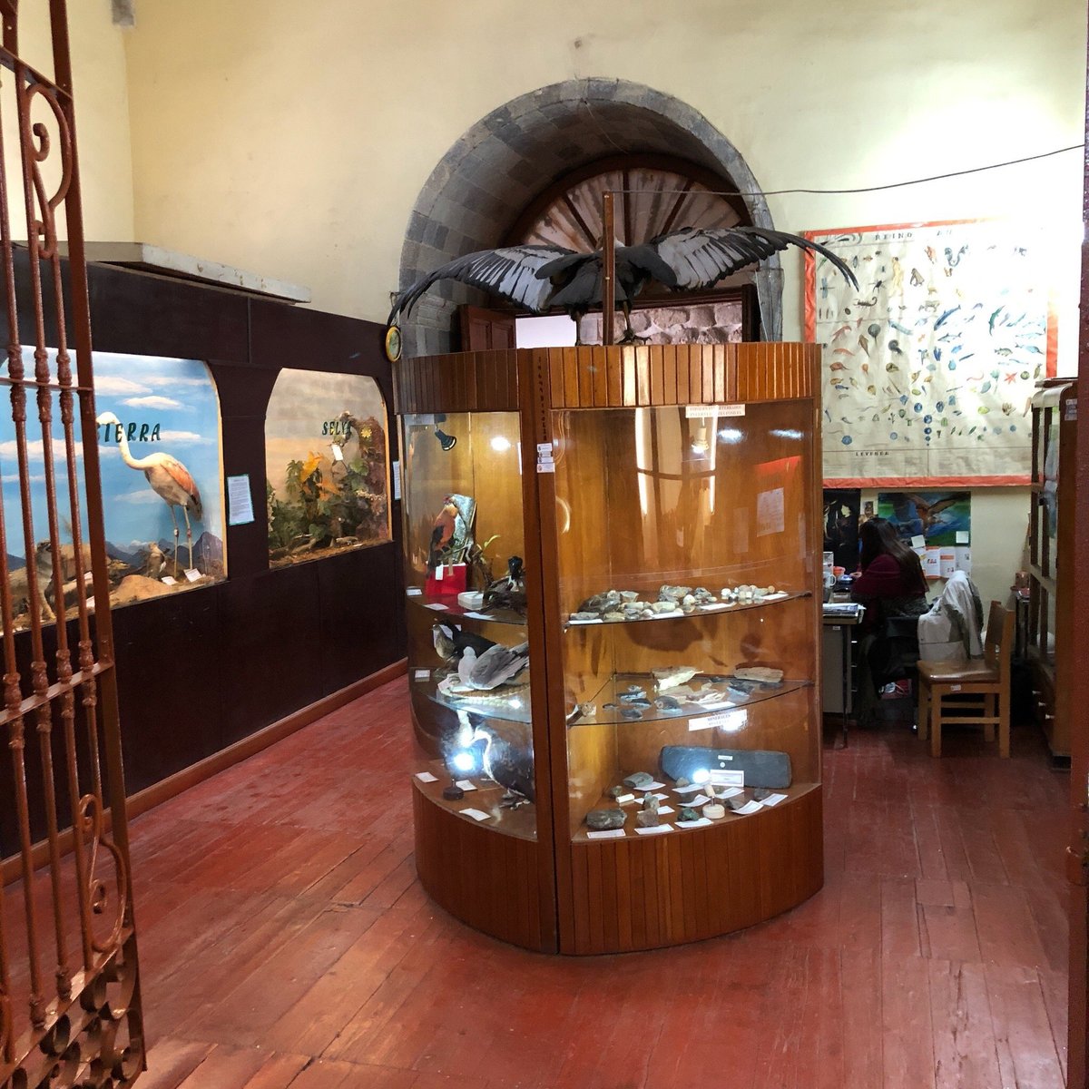 MUSEO DE HISTORIA NATURAL CUSCO PERÚ