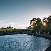 Tree-lined driveway at sunset, passing through the vines at Heydon Estate.