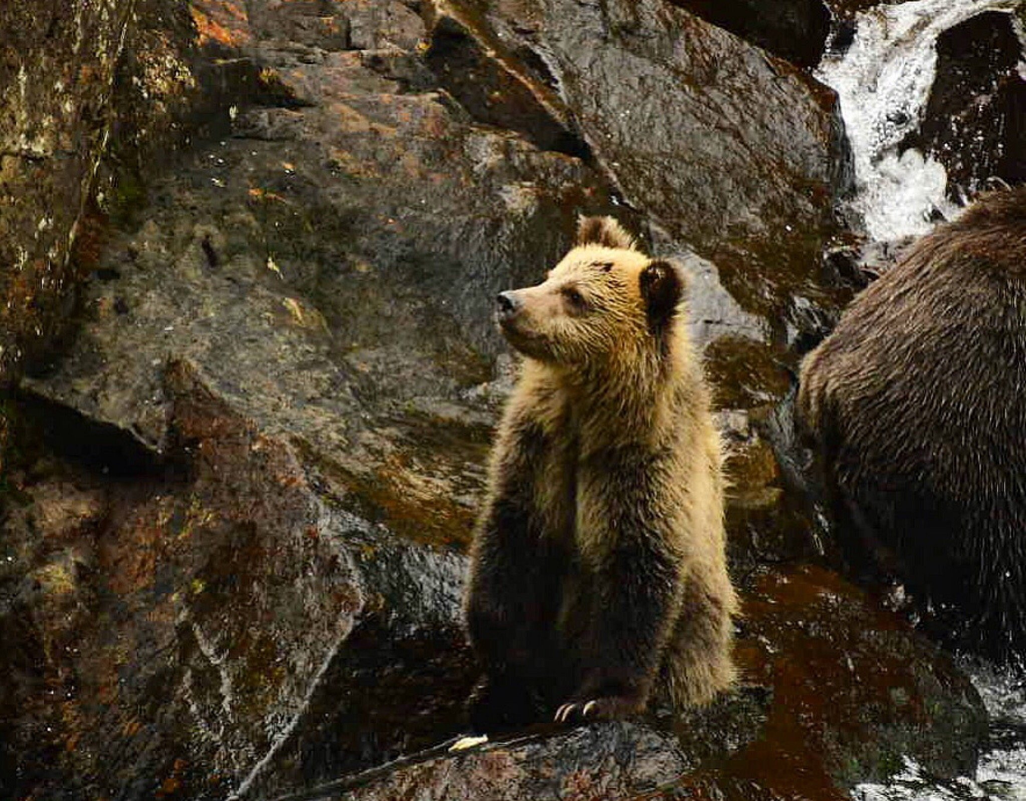 sea wolf tours vancouver island