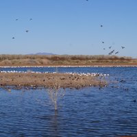 Cibola National Wildlife Refuge (Yuma) - All You Need to Know BEFORE You Go