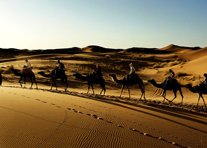 Caravana de dromedarios atravesando las dunas del Sahara (Foto: @javigutierrezok )