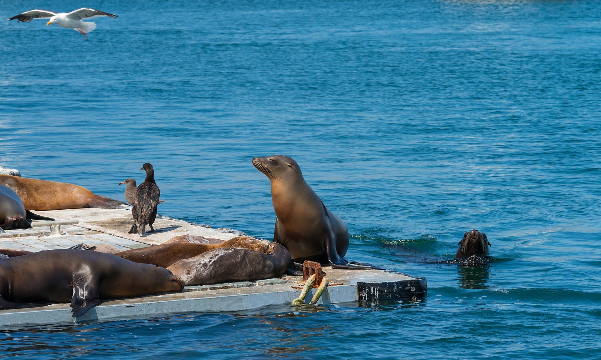 seal tours in san diego