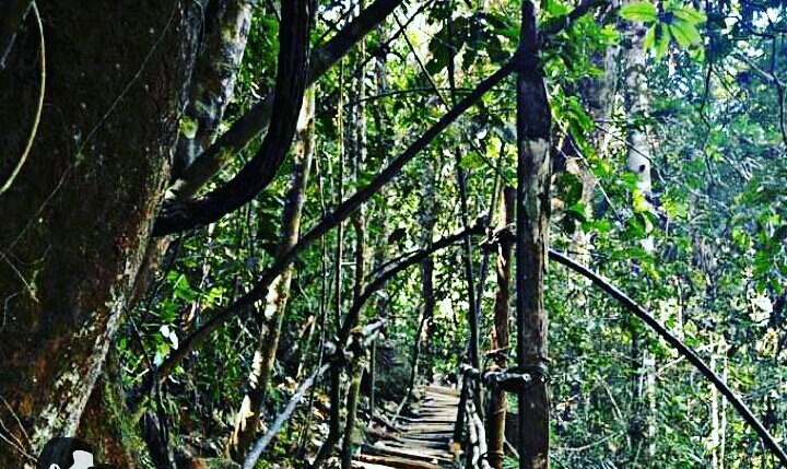 Kanneliya forest