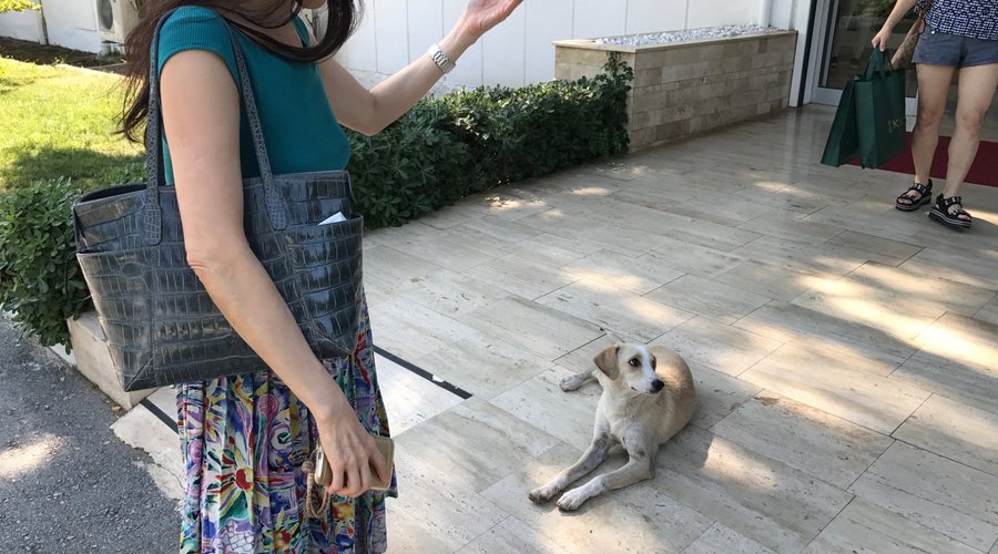 出口に犬が。。。