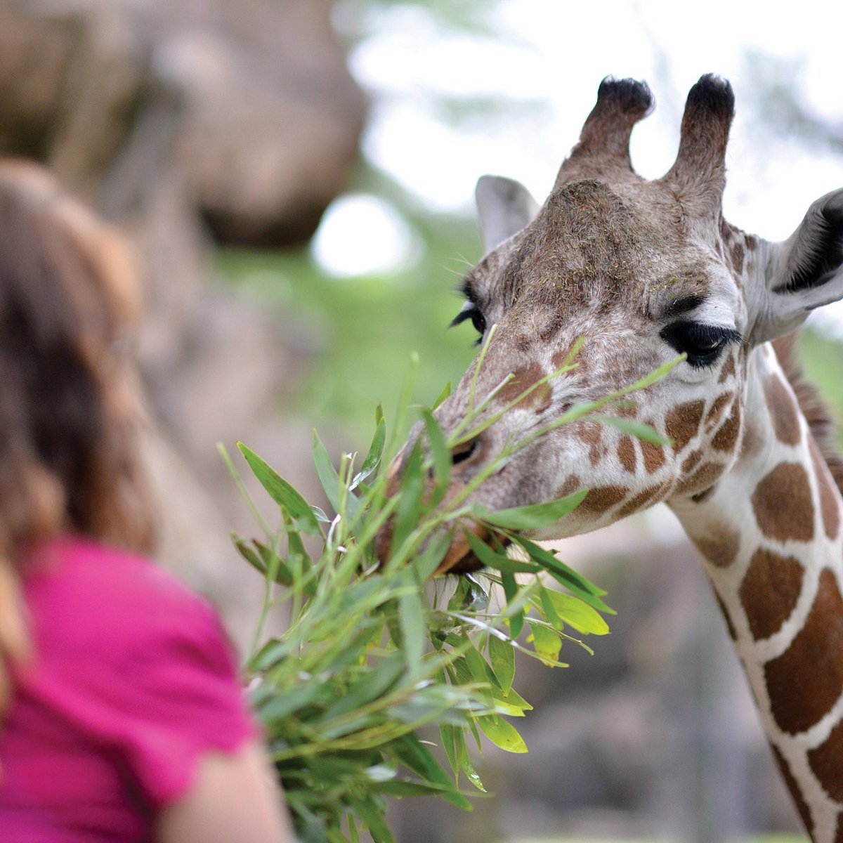 Philadelphia Zoo, Филадельфия: лучшие советы перед посещением - Tripadvisor