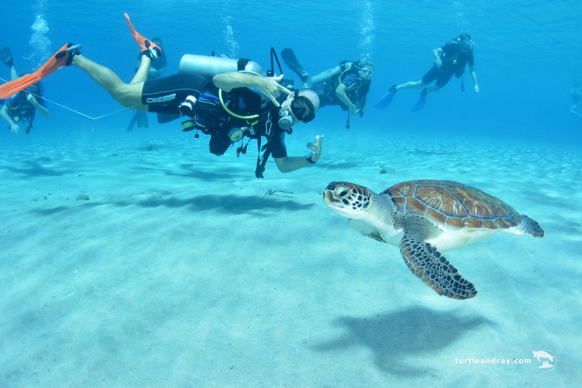 Tripadvisor  Nadar com tartarugas marinhas e praia de Grote Knip