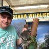 arnie_the_armadillo