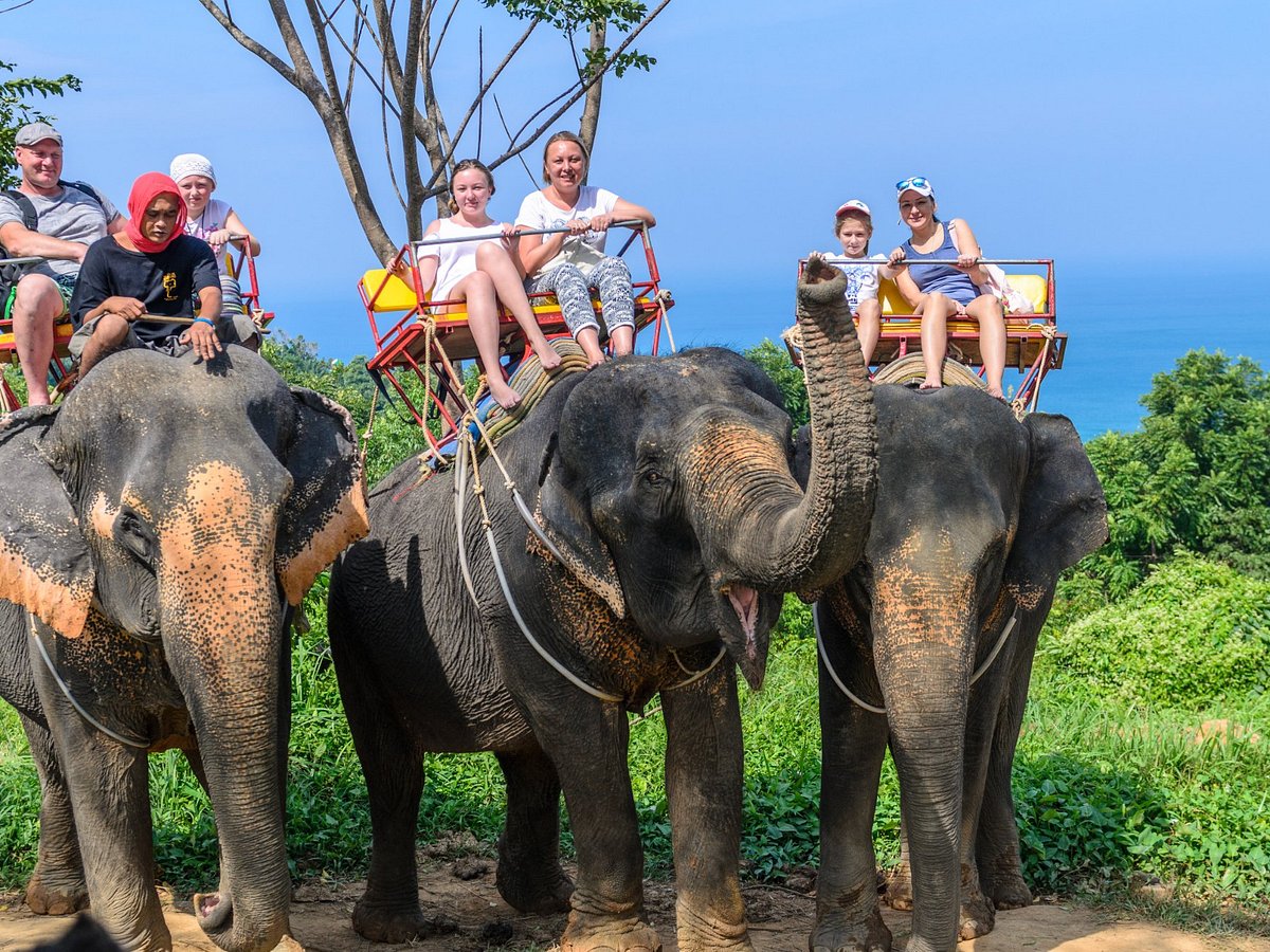 phuket thailand elephant safari