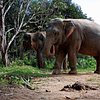 Phuket Elephant Santuary
