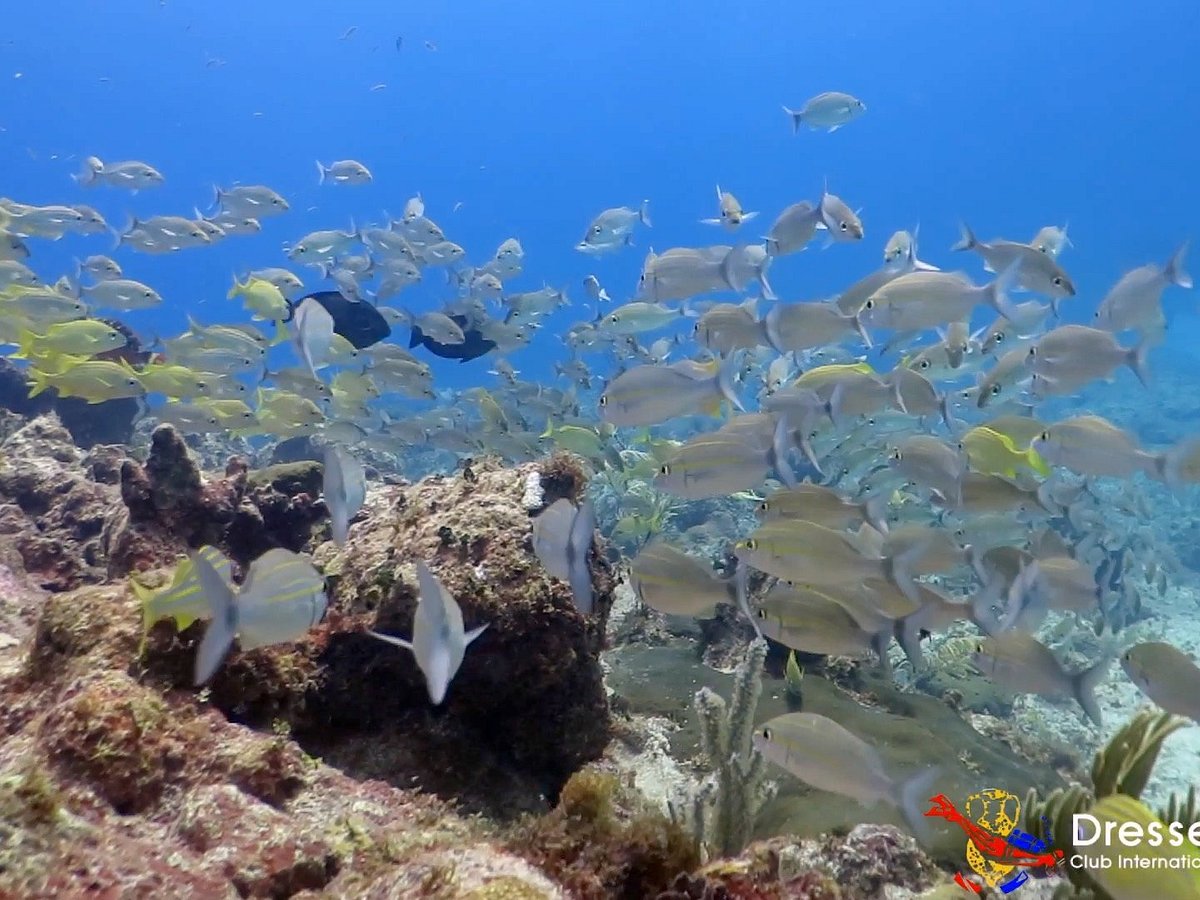 Scuba diving in PUNTA CANA with Dressel Divers