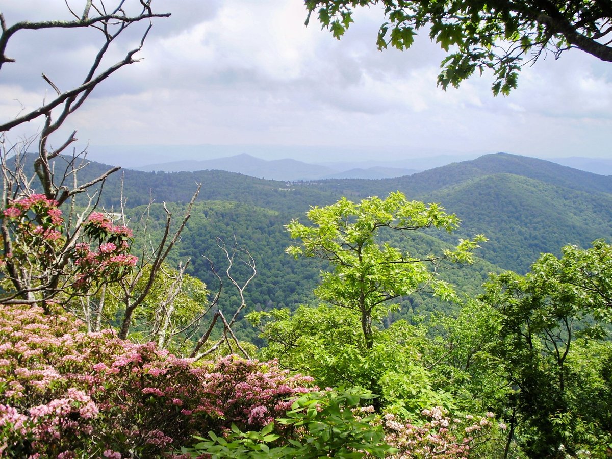 are dogs allowed in pisgah national forest