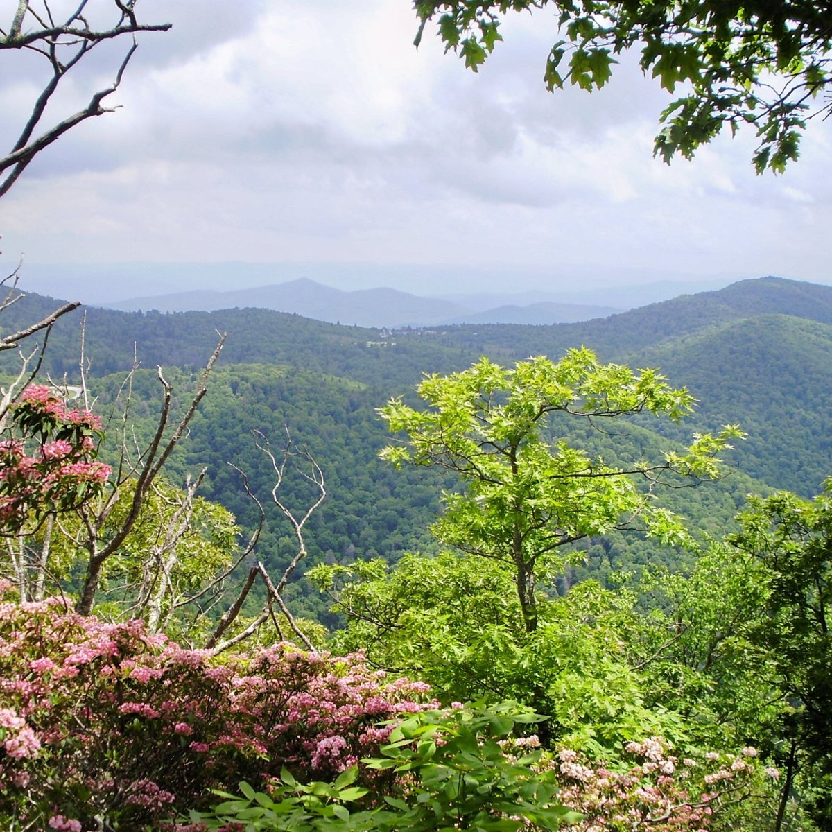 are dogs allowed in pisgah national forest