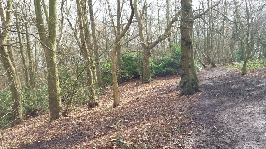 more woodlands